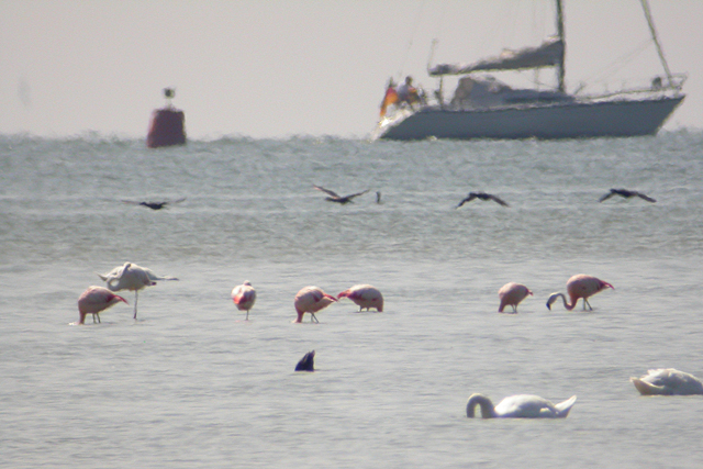 28 juli 2004, Flamingo's, Steile Bank
