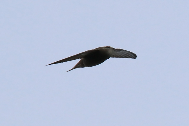 8 november 2015, Vale-Gierzwaluw, IJmuiden_2