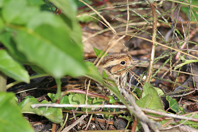 28 september 2019, Dwerggors, Noordwijkerhout