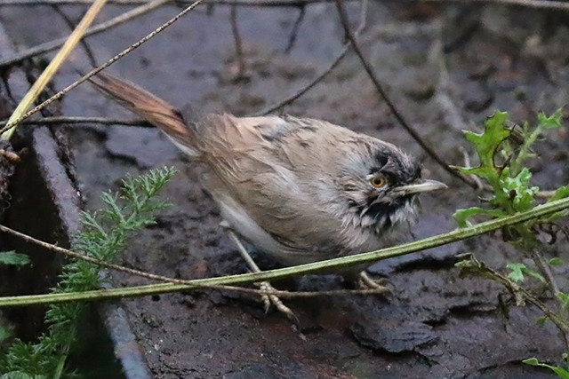 15 november 2015, Woestijngrasmus, Terschelling_01
