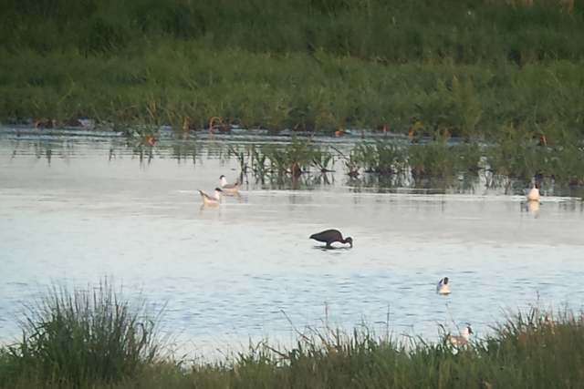 28 mei 2017, Zwarte Ibis, Onnerpolder