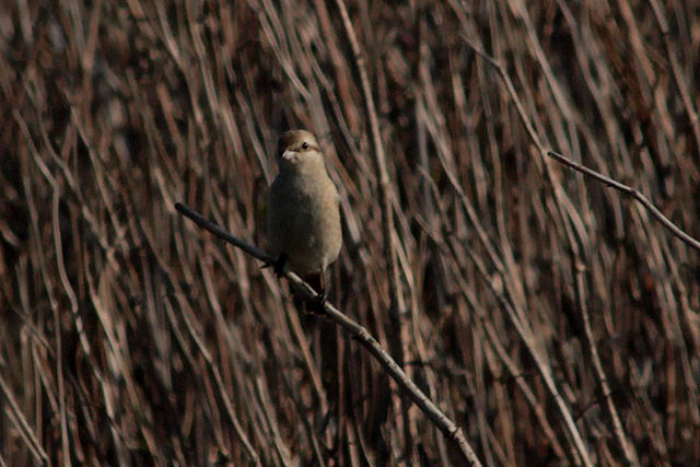 2 oktober 2011, daurische klauwier, texel