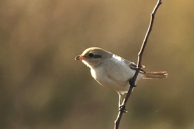 20241015 Daurische Klauwier Texel   Mandenvallei 10