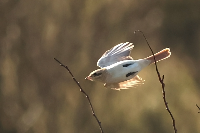 20241015 Daurische Klauwier Texel   Mandenvallei 12