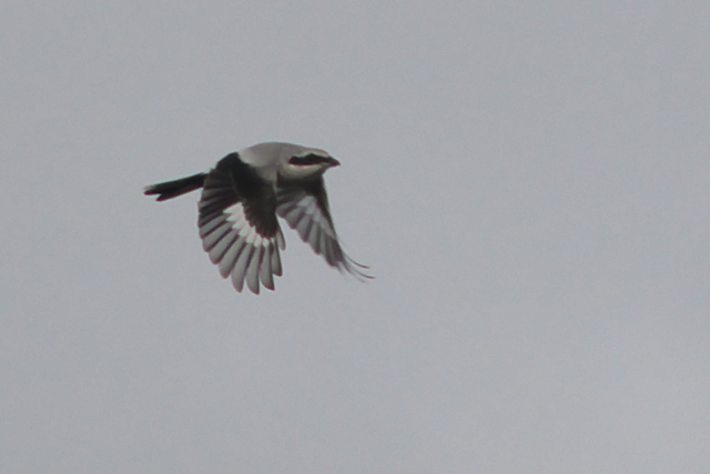 31 oktober 2014, Klapekster, Eemshaven