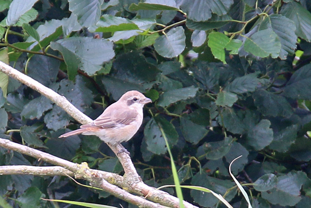 18 augustus 2019, Turkestaanse, Klauwier_Lauwersmeer_02