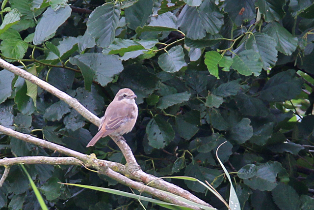 18 augustus 2019, Turkestaanse, Klauwier_Lauwersmeer_04