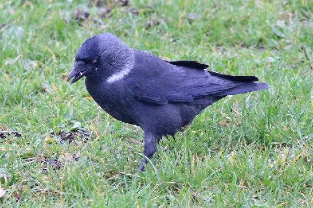 30 oktober 2020, Noordse, Kauw_Lauwersoog