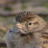 3 januari 2008, Kortteenleeuwerik, Castricum_01_70x70