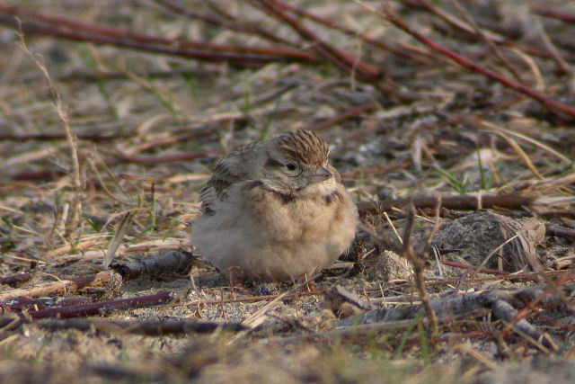 3 januari 2008, Kortteenleeuwerik, Castricum_02