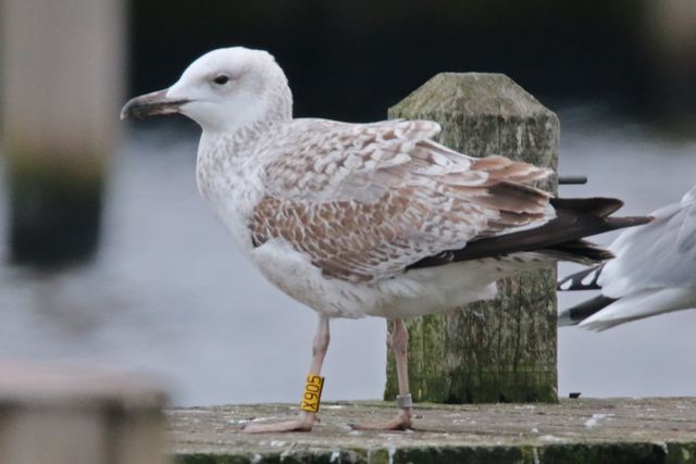 14 januari 2018, Pontische Meeuw (X905), Hoornse Meer_2
