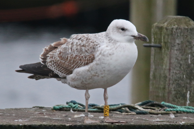 14 januari 2018, Pontische Meeuw (X905), Hoornse Meer_3