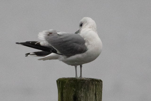 12 december 2025, Stormmeeuw, 01_Kaap Hoorn