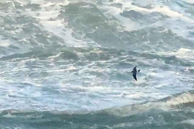 20241013 Vaal Stormvogeltje Texel   Paal 28