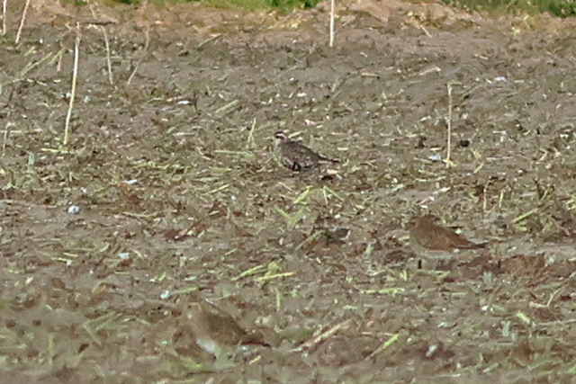 20241011 Amerikaanse Goudplevier Polder het Noorden Texel