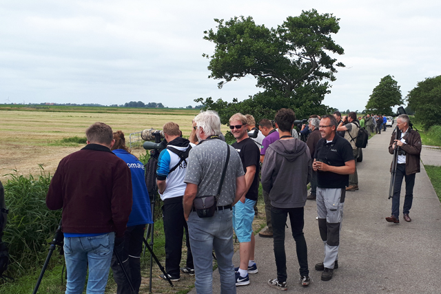 27 juni 2019, Blije vogelaars bij Grijskopkievit, Workum