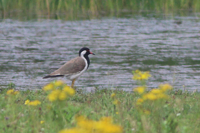 20240802 Indische Kievit Oostkapelle   Vroongrasland Koninging Emmaweg 01