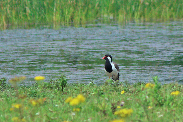 20240802 Indische Kievit Oostkapelle   Vroongrasland Koninging Emmaweg 03