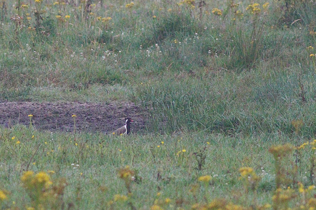 20240802 Indische Kievit Oostkapelle   Vroongrasland Koninging Emmaweg 03