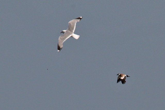 20180721 Sporenkievit Wieringermeer 05