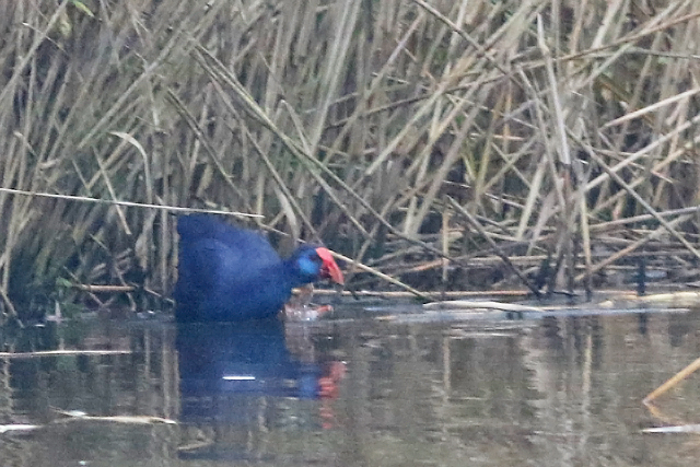 20211219 Purperkoet Alblasserdam 03