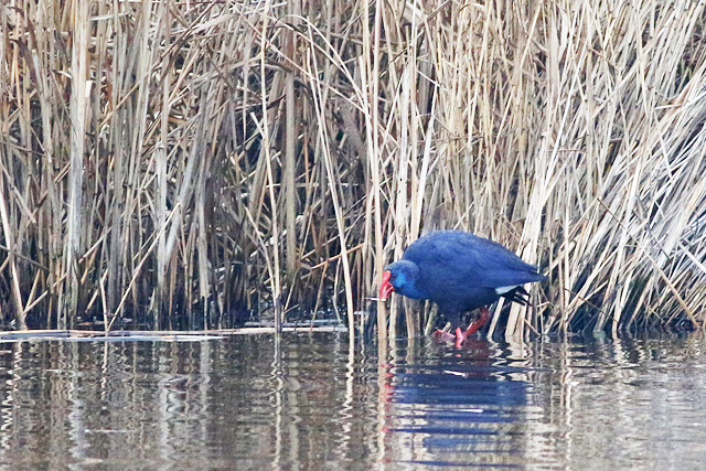 20211219 Purperkoet Alblasserdam 05