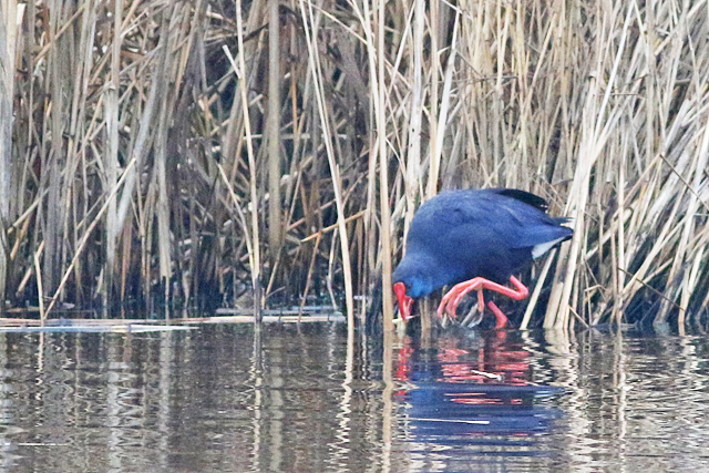 20211219 Purperkoet Alblasserdam 06