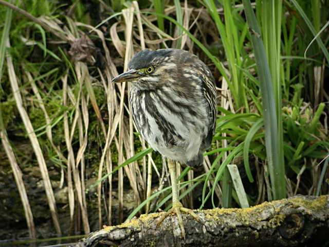 30 april 2006, Groene reiger, Amsterdam_2_640-480