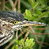 30 april 2006, Groene reiger, Amsterdam_70X70