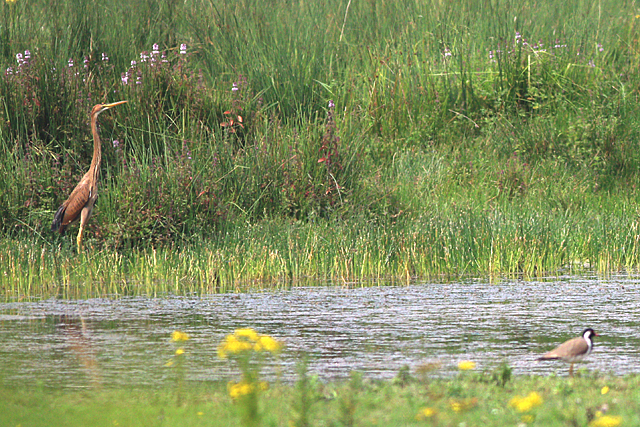 20240802 Purperreiger Oostkapelle   Vroongrasland Koninging Emmaweg 01