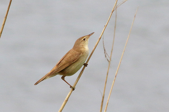 20 mei 2022, Kleine Karekiet, 02_Lauwersmeer
