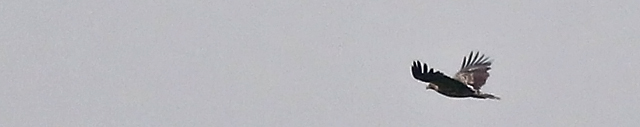 9 oktober 2017, Keizerarend, Staphorst_header