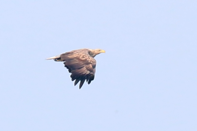 27 juni 2015, Zeearend, Onnerpolder_01