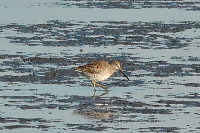 20241011 Grote Grijze Snip De Cocksdorp Texel 01