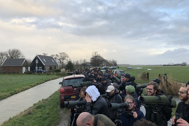 24 december 2019, Kleine Regenwulp, Barsingerhorn_kijkend naar rechts