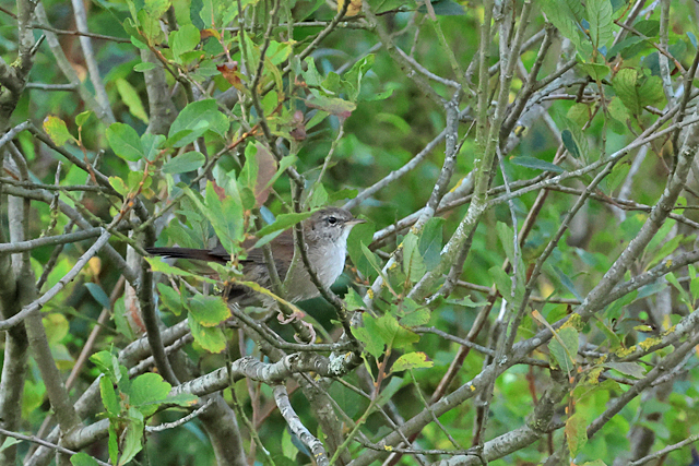 5 september 2025, Cettis Zanger, Lauwersmeer-De Rug