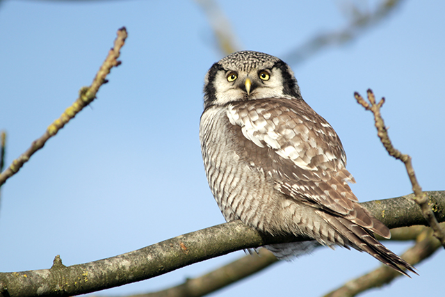 29 december 2013, Spwerweruil, Zwolle