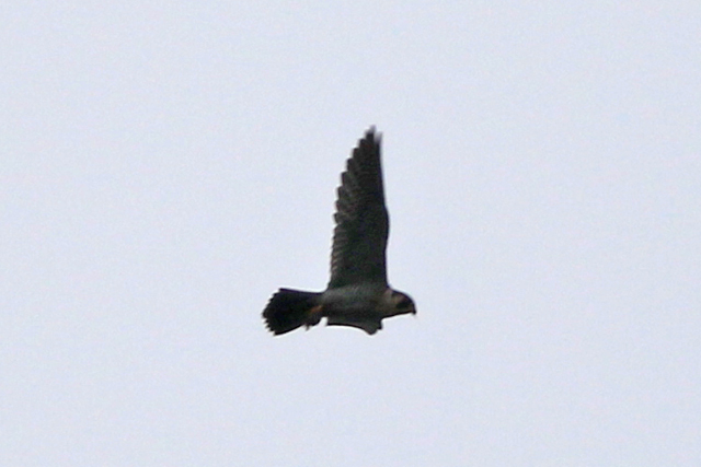 11 november 2022, Slechtvalk, 03_FL22