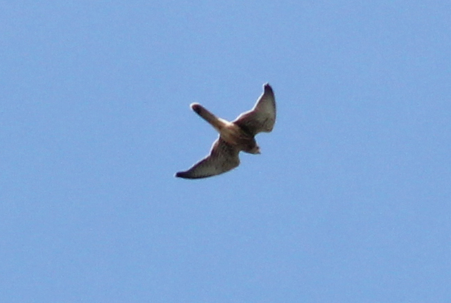22 juli 2013, Torenvalk, Fl22