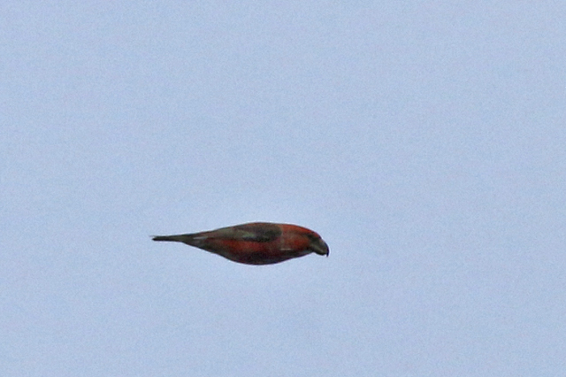 20180227 Grote Kruisbek man vlucht Drents Friese Wold Hoekenbrink