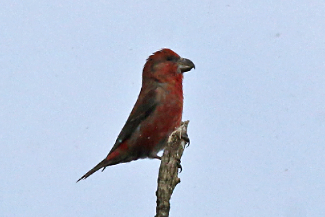 20180227 Grote Kruisbek man Drents Friese Wold Hoekenbrink