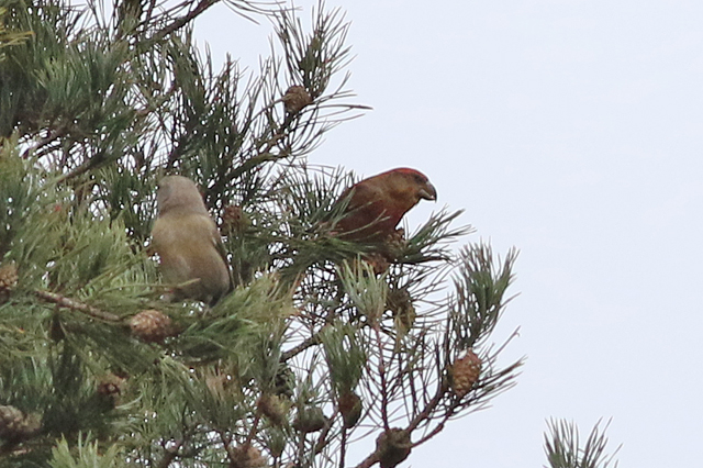 22 januari 2023, Grote Kruisbek, Drents-Friese Wold - Ganzenpoel_01