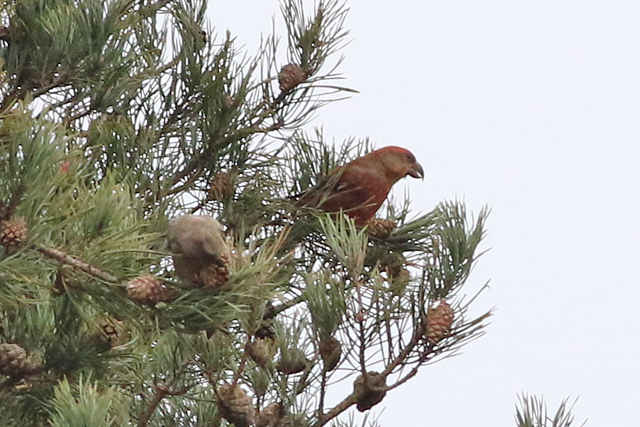 22 januari 2023, Grote Kruisbek, Drents-Friese Wold - Ganzenpoel_03