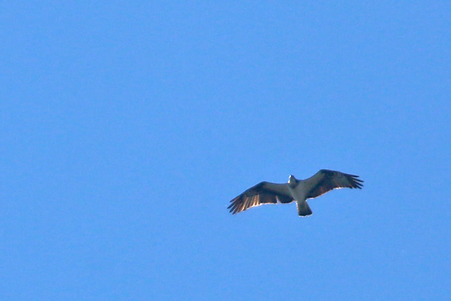 6 april 2020, Visarend, FL22