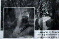 7 januari 2007, Blauwstaart, Artikel_Zandvoort_thumbnail