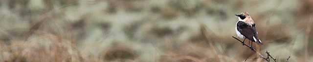 15 april 2018, Oostelijke Blonde Tapuit, Texel_Header
