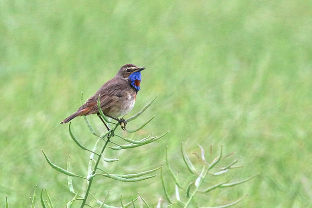14 juni 2015, Roodsterblauwborst, Blijham_3