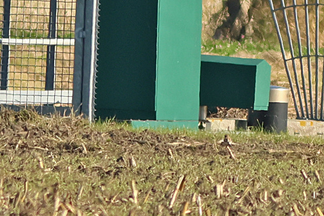 20241014 Woestijntapuit Texel   Prins Hendrik Polder