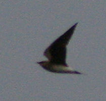 24 juni 2007, Steppevorkstaartplevier, vlucht2_Buinen