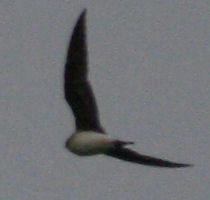 24 juni 2007, Steppevorkstaartplevier, vlucht3_Buinen